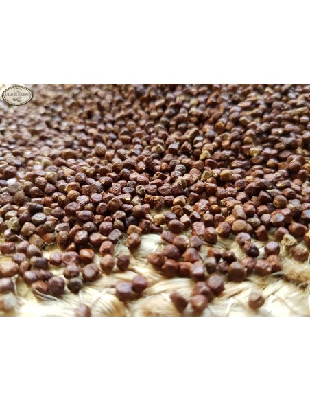 Maniguette ou graine du paradis